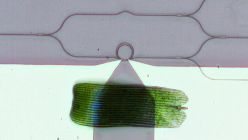 A visible-spectrum phase modulator