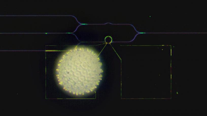 A visible-spectrum phase modulator with a grain of pollen of the morning glory