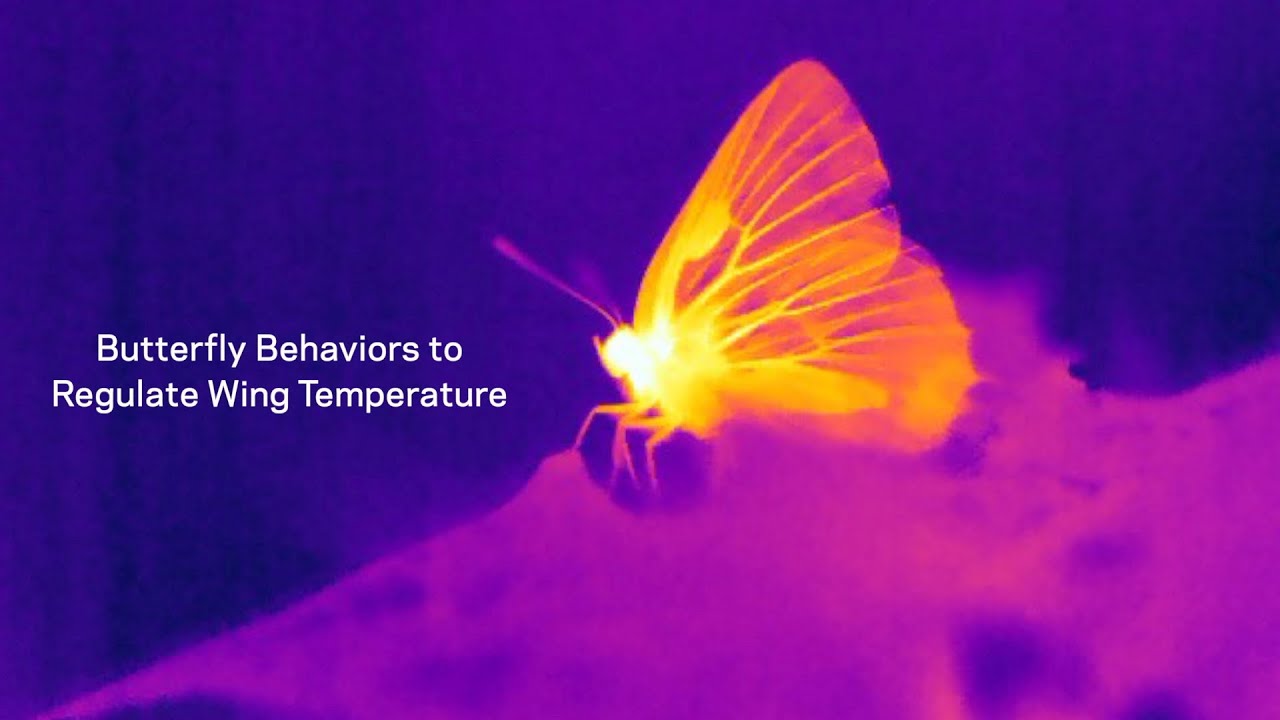 A thermal image of a butterfly.