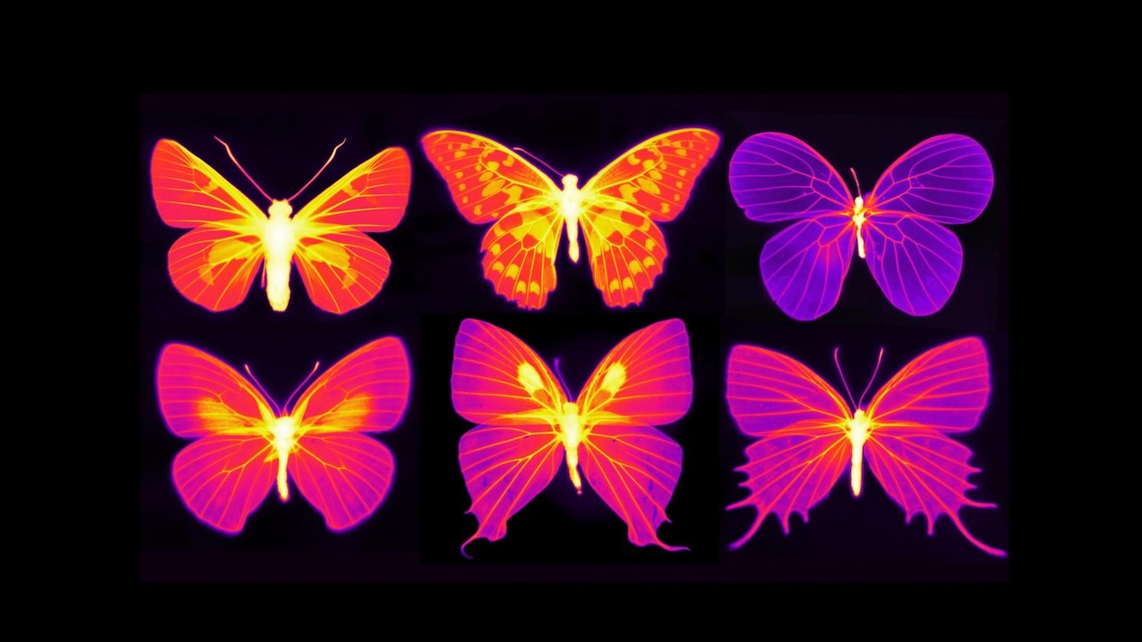 Six neon-glowing butterflies arranged in two rows against a black background, rendered in vibrant thermal-style colors of red, orange, yellow, magenta, and purple, with intricate detailed wing vein patterns and luminescent central bodies creating a striking bioluminescent effect.